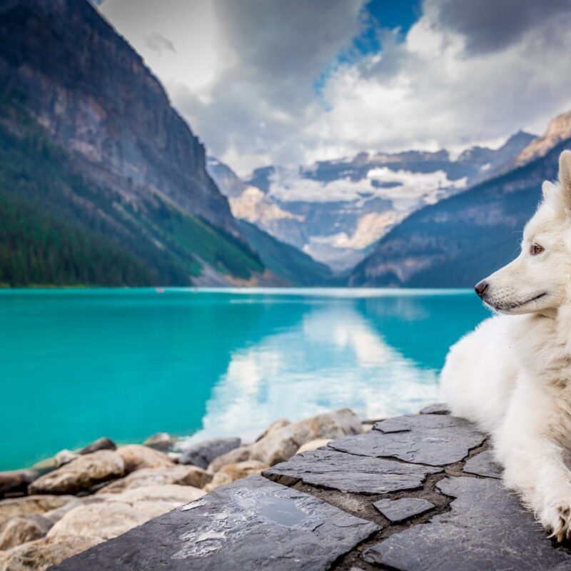 Dog at the Lake